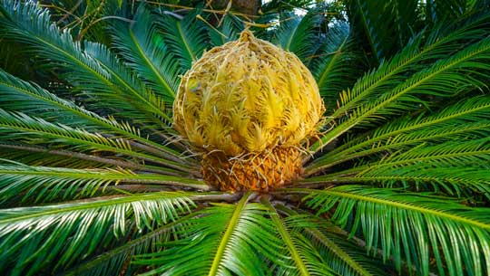 Palmacee e cycadaceae