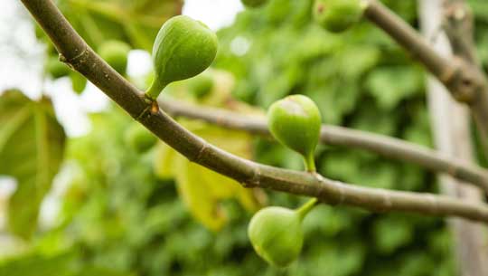 Fruttiferi