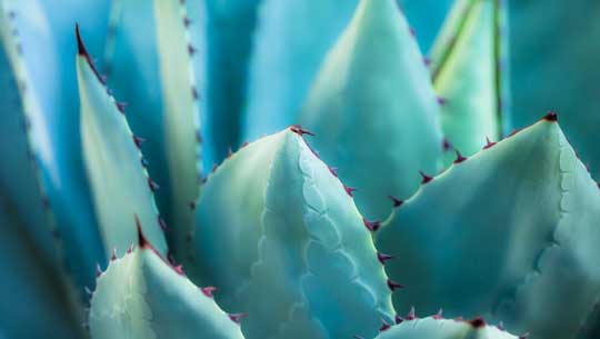Succulents